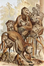 Macacus, planche de "Brehms Tierleben: Allgemeine Kunde des Tierreichs", vol.1, p.149, publié par Bibliographisches Institut