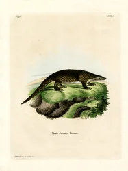 Pangolin malais