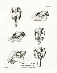 Crânes de lamantin