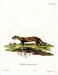 Putois marbré