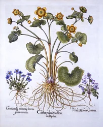 Caltha palustris, violette de mars et gentiane printanière, de Hortus Eystettensis, par Basil Besler, pub. 1613