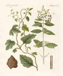 Plantes médicinales