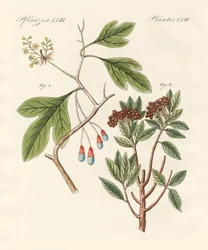 Plantes médicinales