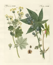 Plantes médicinales