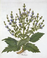 Sauge méditerranéenne, de "Hortus Eystettensis", par Basil Besler
