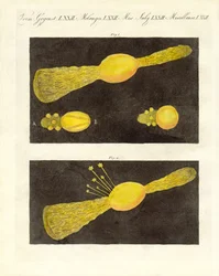 Météore (gravure en couleur)