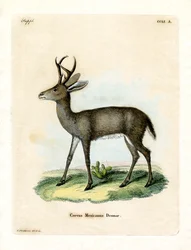 Cerf mexicain