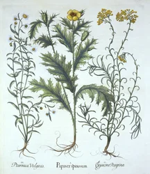 Pavot mexicain, immortelle de mer et herbe à éternuer, de Hortus Eystettensis, par Basil Besler (1561-1629), pub. 1613