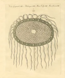 Image microscopique du trou du chardon sans plume