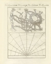 Objets microscopiques