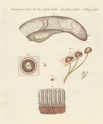 Étude microscopique de la langue de la vache
