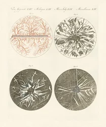Vue microscopique de la cristallisation du métal