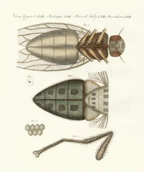 Vue microscopique de la mouche domestique