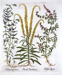 Mignonette, Pennyroyal et Marsh Mint, de Hortus Eystettensis, par Basil Besler, pub. 1613