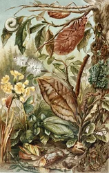 Mimétisme des insectes, planche de "Brehms Tierleben: Allgemeine Kunde des Tierreichs", vol.9, p.10, publié par Bibliographisches Institut