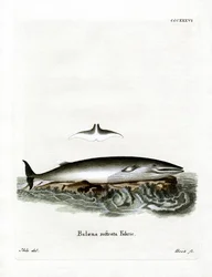 Baleine de Minke