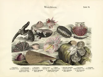 Mollusques, c.1860