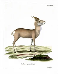 Gazelle de Mongolie