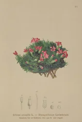 Compagnon mousse (Silene acaulis)