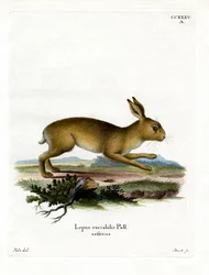 Lièvre des montagnes