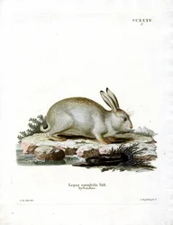 Lièvre variable