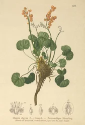 Oseille des montagnes (Oxyria digyna)