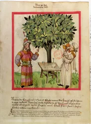 Ms.Lat.9333 fol.11 Récolte de muscade, du Tacuinum Sanitatis
