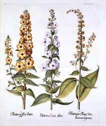 Molène, genre Verbascum, de Hortus Eystettensis, par Basil Besler, pub. 1613