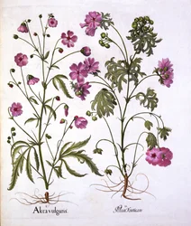 Mauve musquée, de Hortus Eystettensis, par Basil Besler, pub. 1613