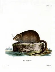 Rat musqué