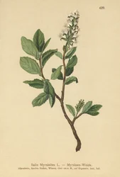Saule myrtille (Salix Myrsinites)