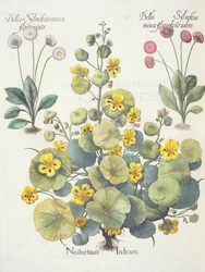 Capucines et marguerites : 1.Nasturtium Indicum ; 2.Bellis Sylvestris minor flore plens rubro ; 3.Bellis Sylvestris minor flore mixta, du Hortus Eystettensis par Basil Besler (1561-1629), pub. 1613