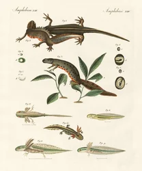Histoire naturelle de la salamandre de mer