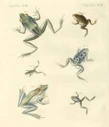 Grenouilles et crapauds nouvellement découverts