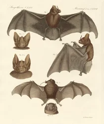 Nouvelles chauves-souris