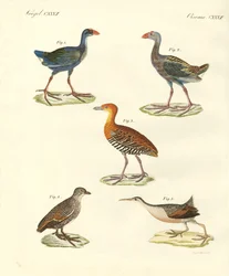 Nouveaux oiseaux