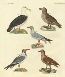 Nouveaux oiseaux