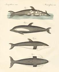 Nouveaux dauphins