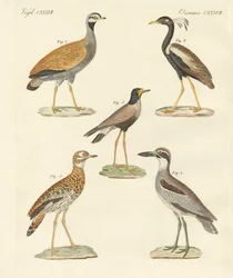 Nouveaux oiseaux ratites