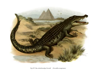 Crocodile du Nil