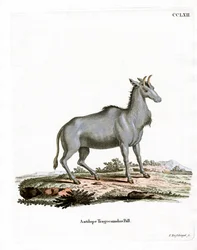 Nilgaut