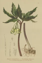 Dentaria à neuf feuilles