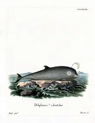 Baleine à bec commune