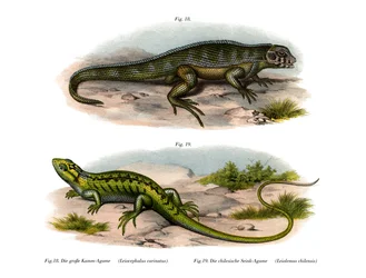 Lézard nordique à queue bouclée