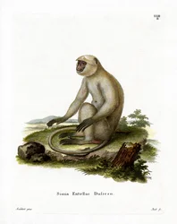 Langur gris des plaines du Nord