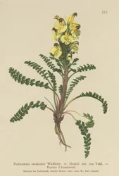 Pédiculaire d