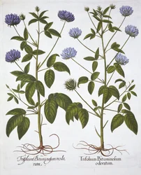 One-Flowered Clovers, de Hortus Eystettensis, par Basil Besler, pub. 1613