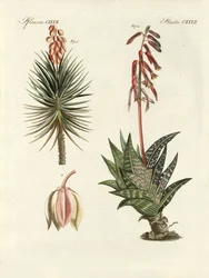 Plante ornementale (gravure en couleur)