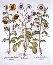Oxe Eye Daisy et Crown Daisy, de Hortus Eystettensis, par Basil Besler, pub. 1613