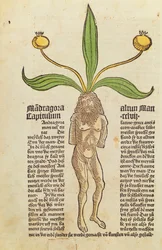 Page d